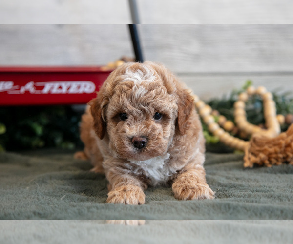 Medium Photo #2 Goldendoodle (Miniature) Puppy For Sale in MIDDLEBURY, IN, USA