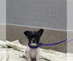 Small Mutt