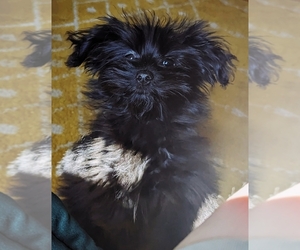 Pomeranian Puppy for sale in ELKINS, AR, USA