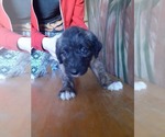 Puppy 9 German Shepherd Dog-Old English Sheepdog Mix