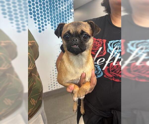 Medium Photo #1 Pug-Unknown Mix Puppy For Sale in San Martin, CA, USA