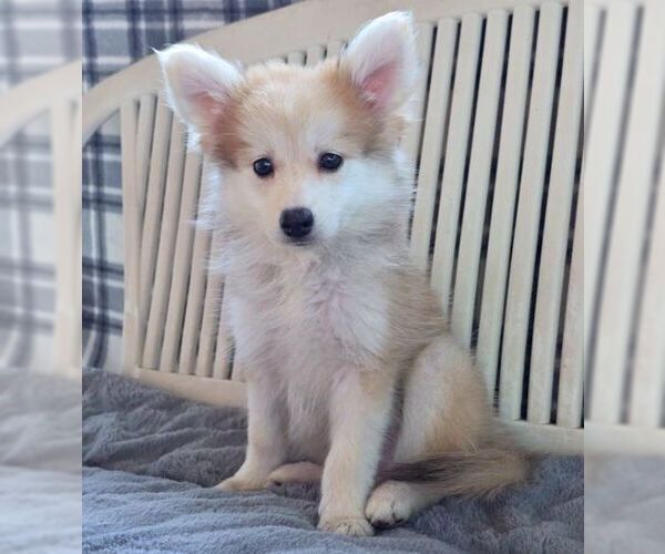 Medium Photo #2 Chiranian Puppy For Sale in Tustin, CA, USA