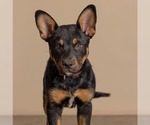 Small #1 German Shepherd Dog Mix