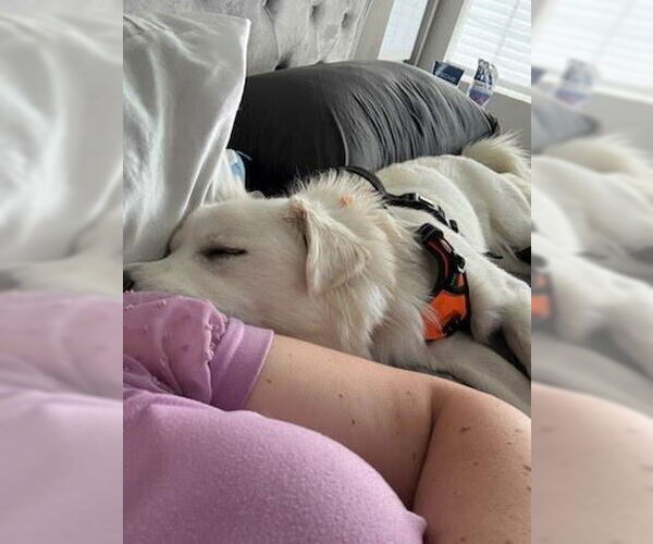 Medium Photo #7 Cocker Spaniel-Huskies  Mix Puppy For Sale in Lake Forest, CA, USA