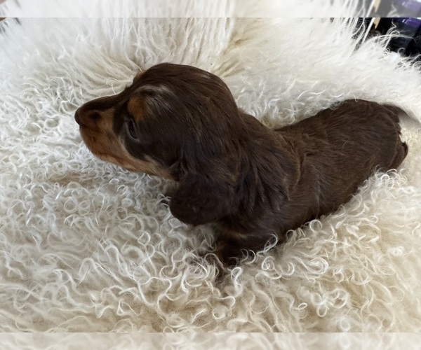 Medium Photo #13 Dachshund Puppy For Sale in COLLBRAN, CO, USA