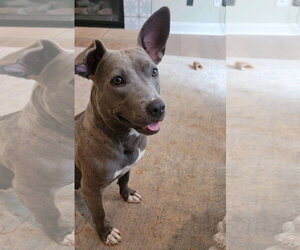 Stormy - Female American Pit Bull Terrier-Unknown Mix Dog for Adoption - Photo #7