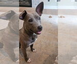 Small Photo #7 American Pit Bull Terrier-Unknown Mix Puppy For Sale in Holly Springs, NC, USA