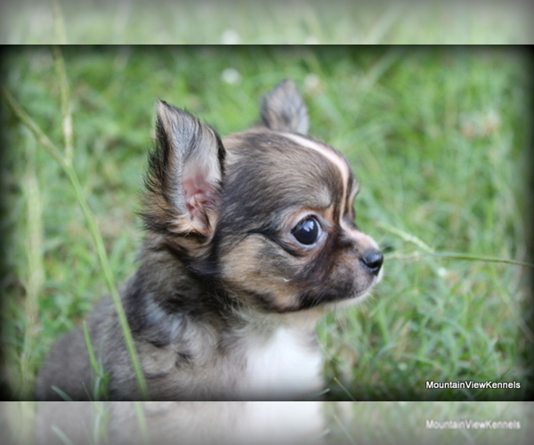 Medium Photo #1 Chihuahua Puppy For Sale in WISTER, OK, USA