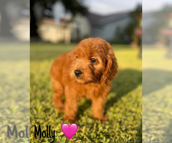Medium Photo #11 Goldendoodle (Miniature) Puppy For Sale in BAKERSFIELD, CA, USA