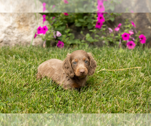 Dachshund Puppy for sale in MILLERSBURG, IN, USA