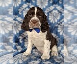 Small Photo #1 English Springer Spaniel Puppy For Sale in LANCASTER, PA, USA