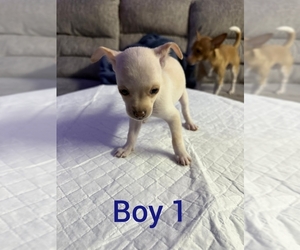 Chihuahua Puppy for sale in CITRUS HEIGHTS, CA, USA