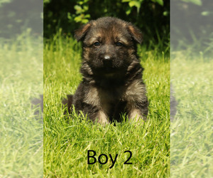 German Shepherd Dog Puppy for Sale in LAKEVILLE, Ohio USA