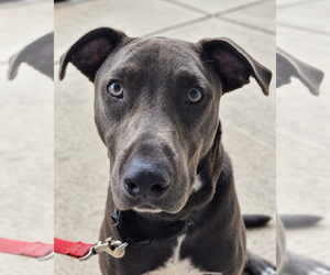 Hopper   (2026) - Male Mutt Dog for Adoption - Photo #24