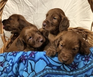 Irish Setter Puppy for sale in CLEVELAND, TN, USA