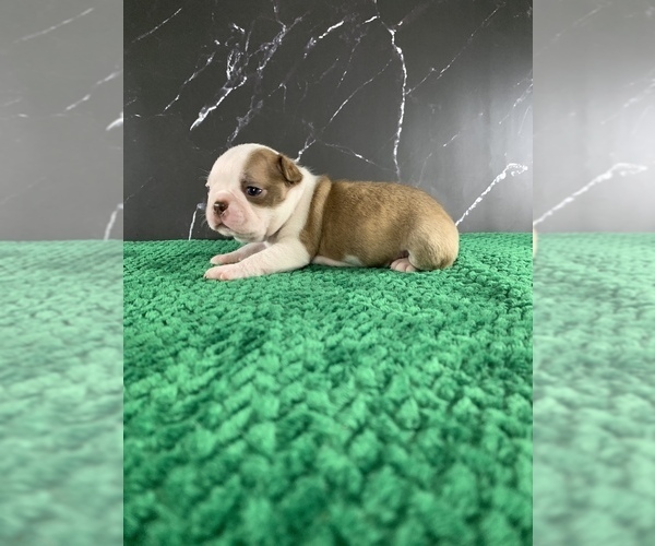 Medium Photo #23 Boston Terrier Puppy For Sale in TULARE, CA, USA