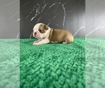 Small Photo #130 Boston Terrier Puppy For Sale in TULARE, CA, USA