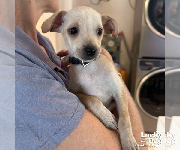 Medium Photo #6 Chihuahua-Unknown Mix Puppy For Sale in Washington, DC, USA