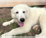 Small #3 Great Pyrenees