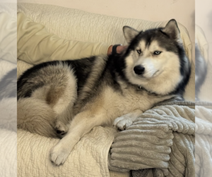 Siberian Husky Dogs for adoption in Dana Point, CA, USA