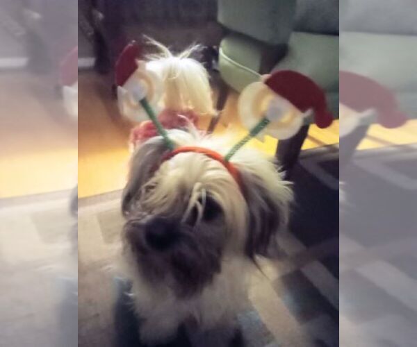 Medium Photo #1 Shorkie Tzu Puppy For Sale in LILBURN, GA, USA