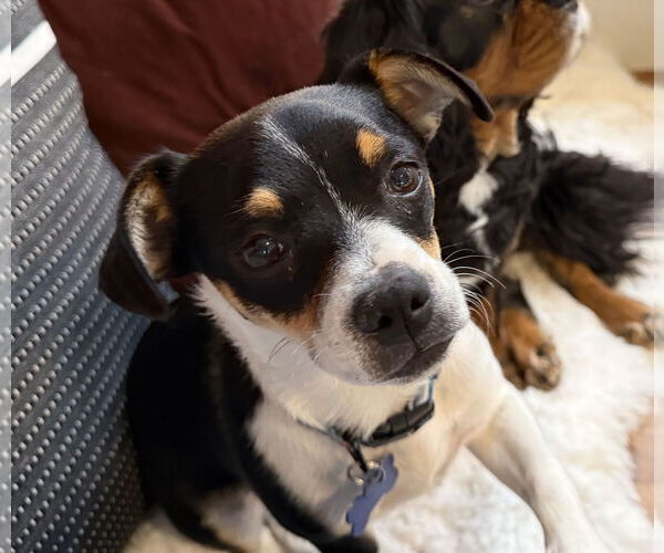 Medium Photo #6 Mutt Puppy For Sale in Bellevue, WA, USA