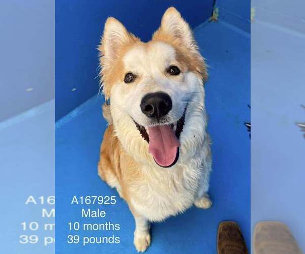Medium Photo #1 Shiba Inu-Siberian Husky Mix Puppy For Sale in Calgary, Alberta, Canada