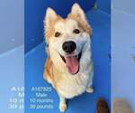 Small Shiba Inu-Siberian Husky Mix