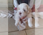 Small Photo #2 Shih-Poo Puppy For Sale in MARION, IL, USA