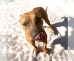 Small #5 American Staffordshire Terrier-Boxer Mix