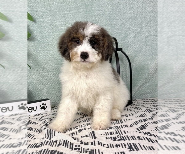 Medium Photo #6 Miniature Bernedoodle Puppy For Sale in FRANKLIN, IN, USA