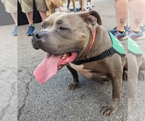 Medium Photo #3 American Staffordshire Terrier-Unknown Mix Puppy For Sale in Richmond, IN, USA