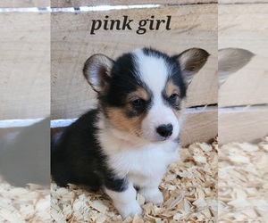 Pembroke Welsh Corgi Puppy for sale in MARCELINE, MO, USA