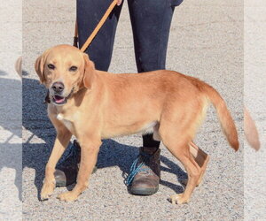 Ace - Male Mutt Dog for Adoption - Photo #4