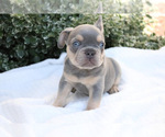 Puppy 2 French Bulldog