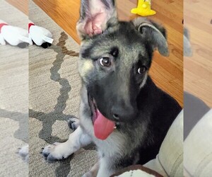 German Shepherd Dog Puppy for sale in ADDISON, IL, USA
