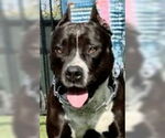 Small #1 American Staffordshire Terrier Mix