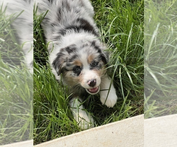 Medium Photo #3 Australian Shepherd Puppy For Sale in MARTINSVILLE, IN, USA