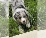 Small Photo #3 Australian Shepherd Puppy For Sale in MARTINSVILLE, IN, USA