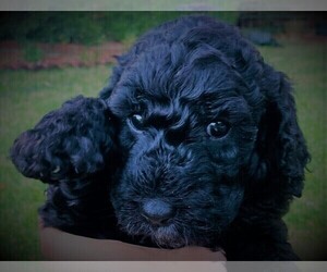 Labradoodle-Poodle (Standard) Mix Puppy for sale in PALMDALE, CA, USA