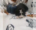 Small Photo #11 Bernedoodle (Miniature) Puppy For Sale in DANVILLE, IN, USA