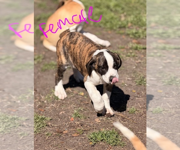 Medium Photo #4 Great Dane Puppy For Sale in SUMMERVILLE, SC, USA