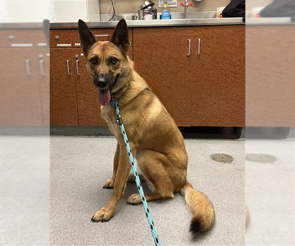 Medium Photo #1 German Shepherd Dog-Unknown Mix Puppy For Sale in Rancho Cucamonga, CA, USA