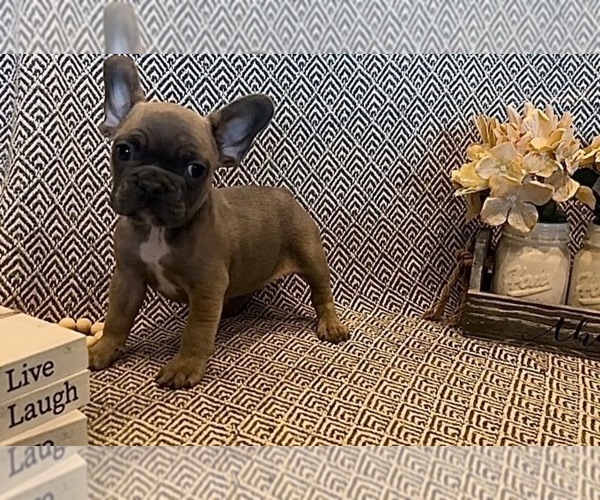 Medium Photo #4 French Bulldog Puppy For Sale in PAHRUMP, NV, USA