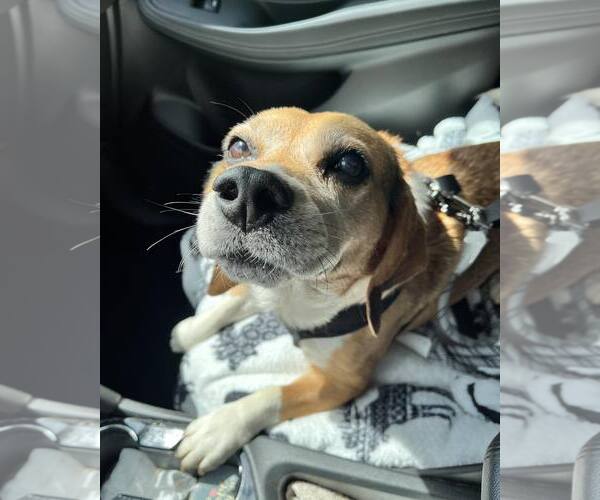 Medium Photo #2 Beagle-Unknown Mix Puppy For Sale in Atlanta, GA, USA