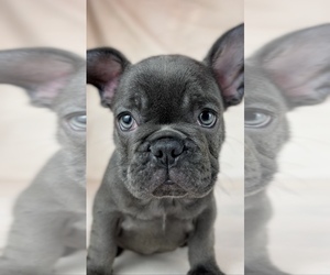 French Bulldog Puppy for sale in METUCHEN, NJ, USA
