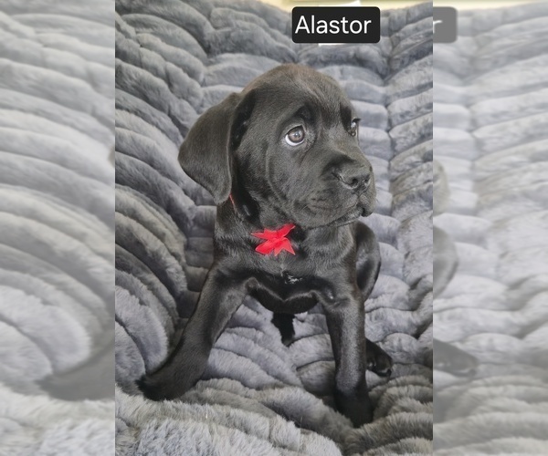 Medium Photo #4 Cane Corso Puppy For Sale in MINERAL WELLS, WV, USA
