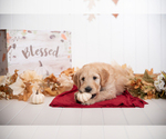 Small Photo #1 Goldendoodle Puppy For Sale in CENTENNIAL, CO, USA