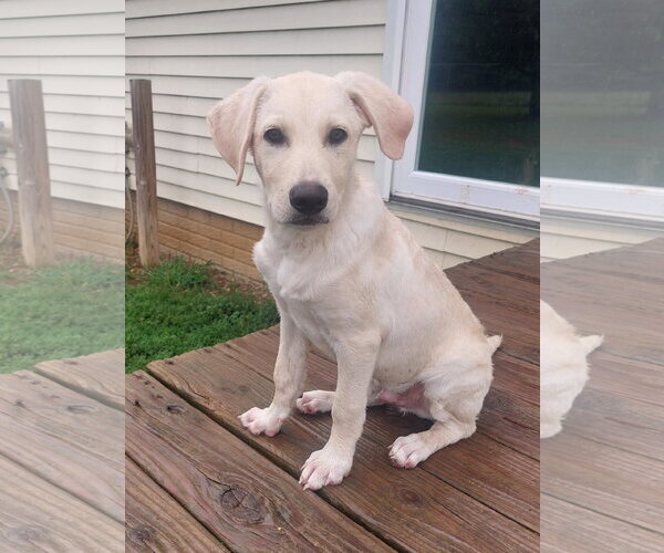Medium Photo #1 Labrador Retriever-Unknown Mix Puppy For Sale in Coldwater, MI, USA
