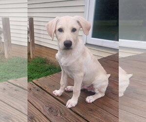 Labrador Retriever-Unknown Mix Dogs for adoption in Coldwater, MI, USA